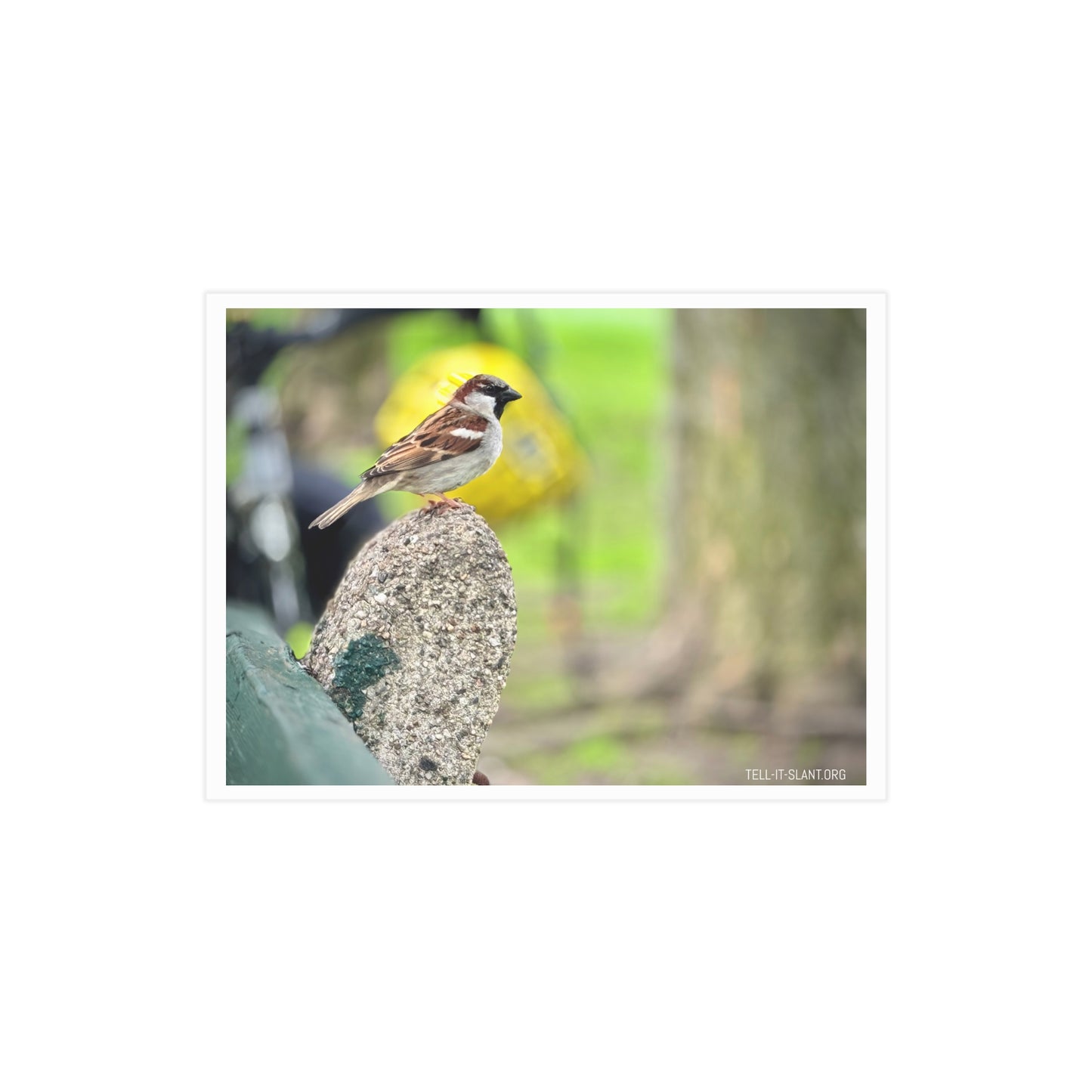 House Sparrow in Boston Common Postcard Print