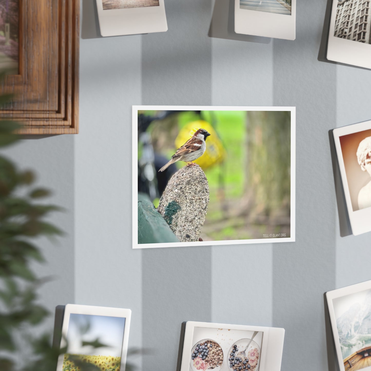 House Sparrow in Boston Common Postcard Print