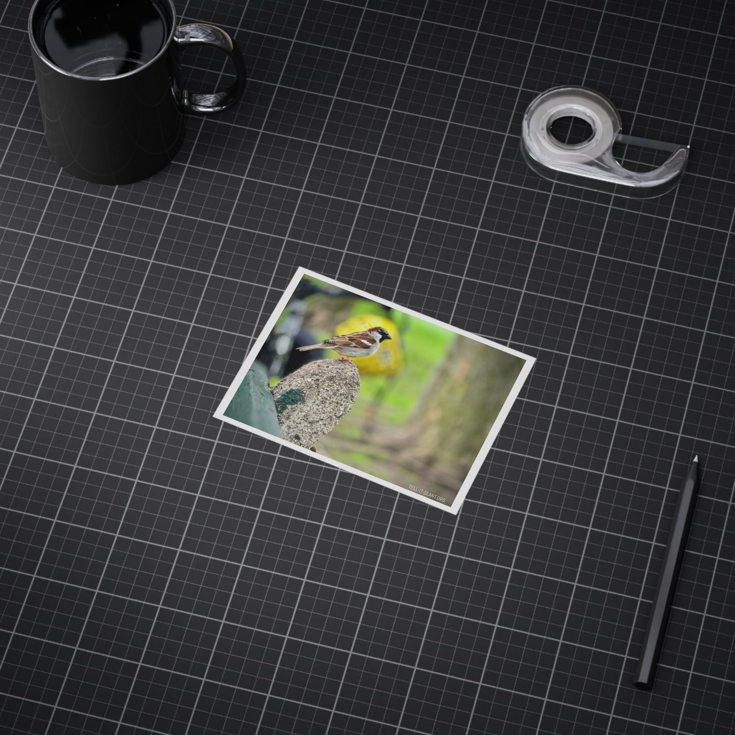 House Sparrow in Boston Common Postcard Print