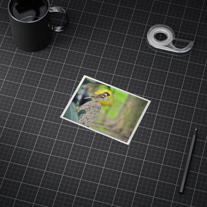 House Sparrow in Boston Common Postcard Print